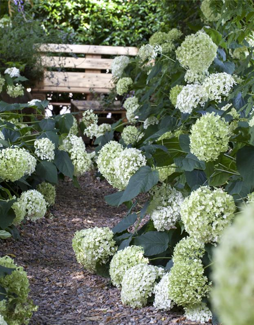 Hydrangea arborescens Annabelle