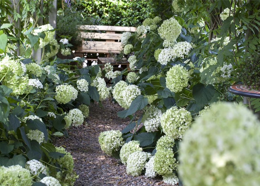 Hydrangea arborescens Annabelle