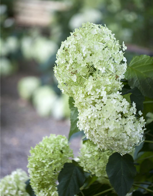 Hydrangea arborescens Annabelle