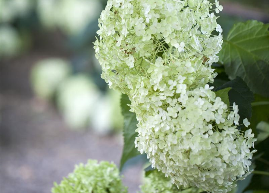 Hydrangea arborescens Annabelle