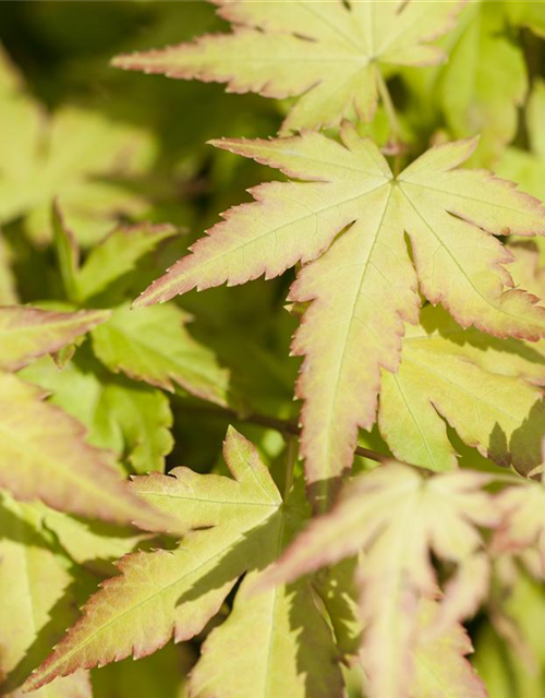 Acer palmatum Katsura