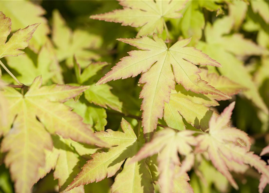 Acer palmatum Katsura