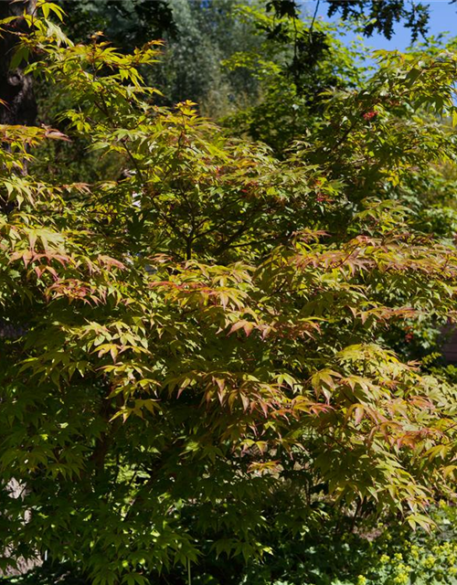 Acer palmatum Osakazuki