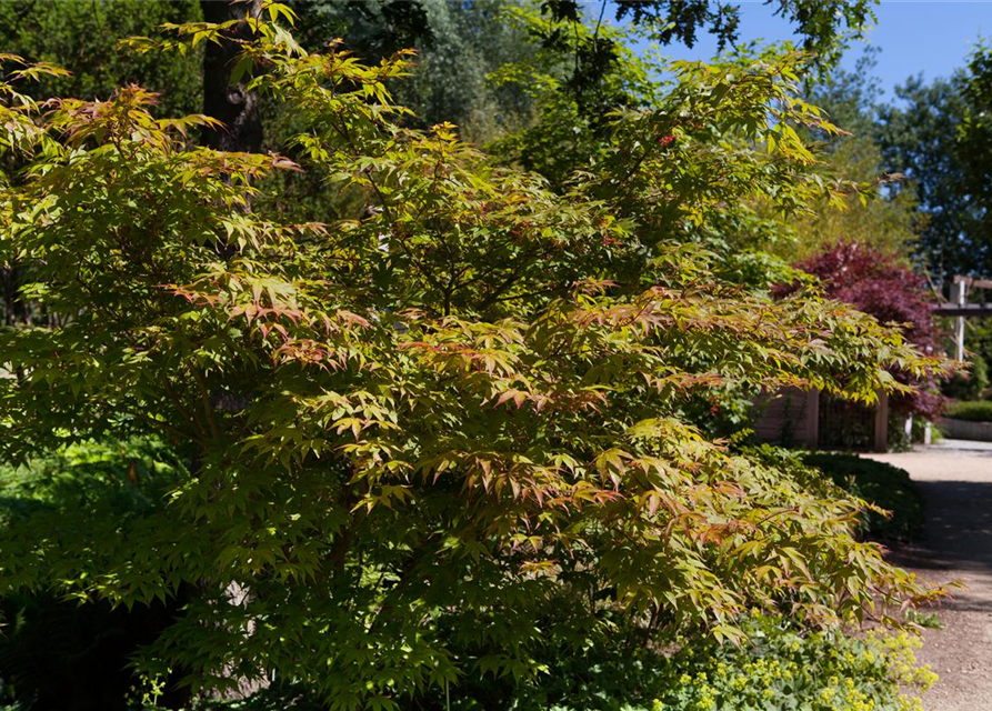 Acer palmatum Osakazuki