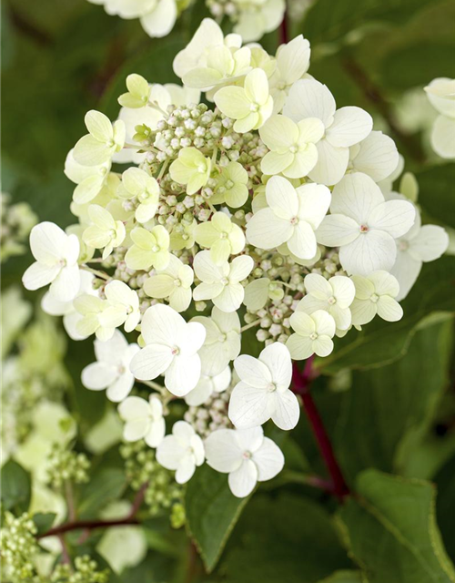 Hydrangea paniculata Vanille Fraise