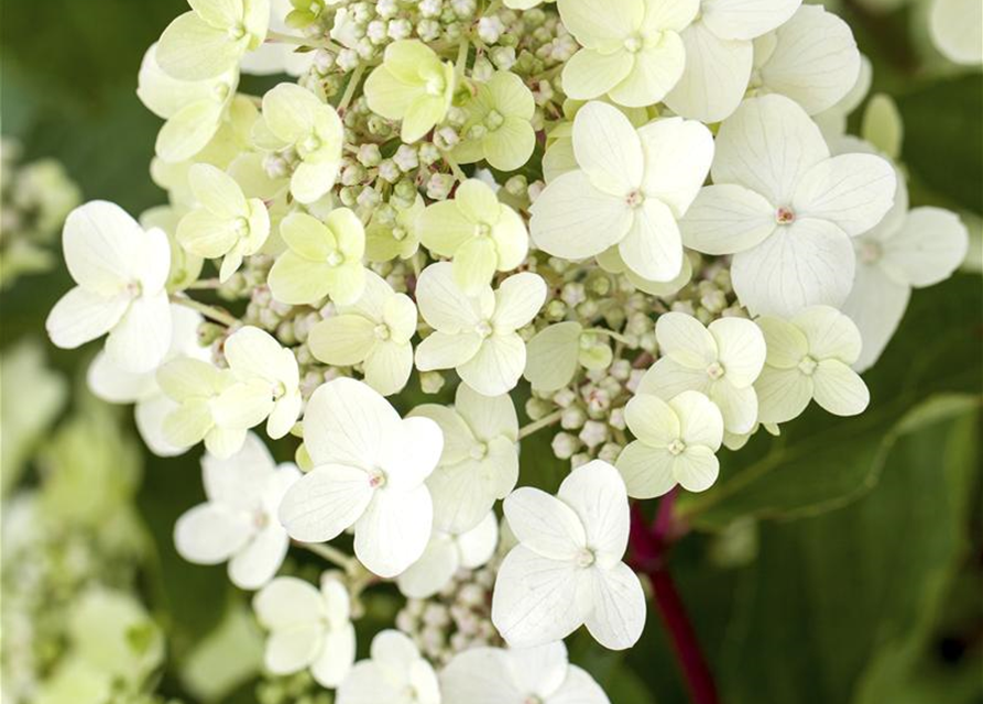 Hydrangea paniculata Vanille Fraise