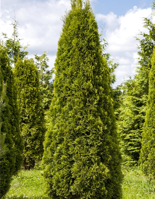 Thuja occ. Smaragd