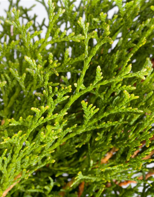 Thuja occ. Smaragd