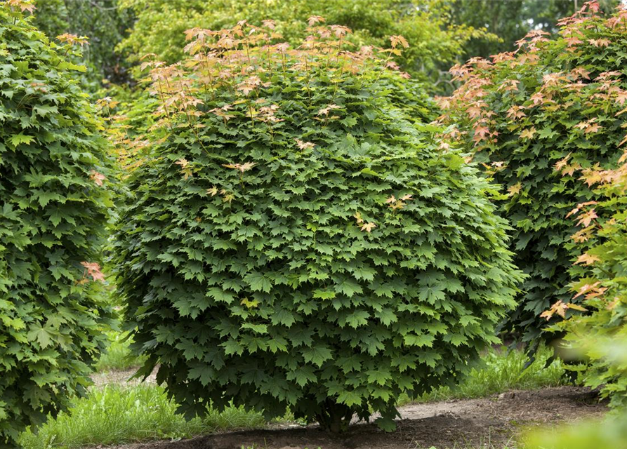 Acer platanoides Globosum