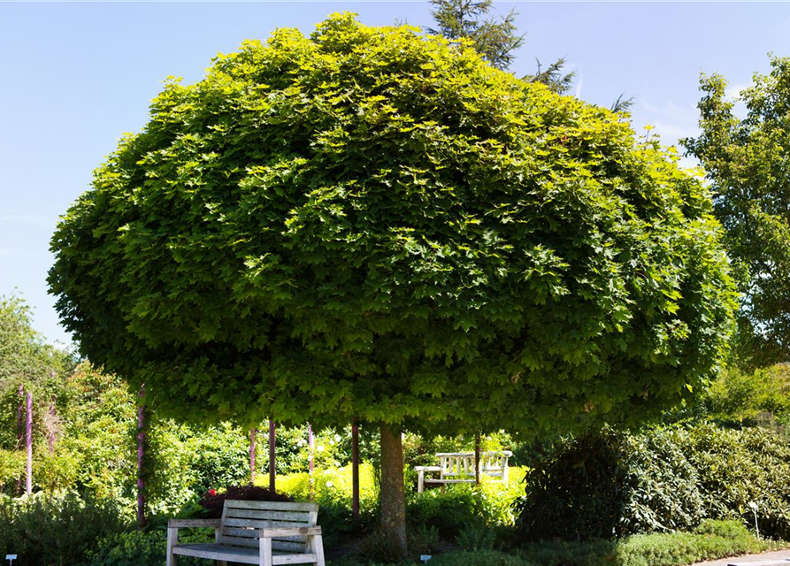 Acer platanoides Globosum