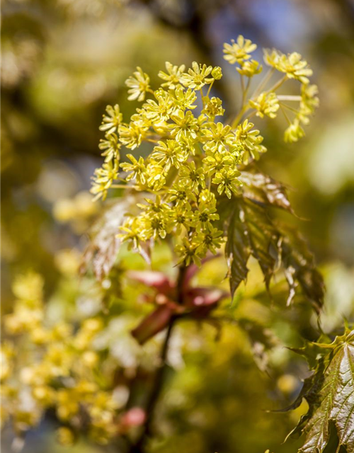 Acer platanoides Globosum