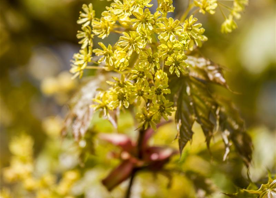 Acer platanoides Globosum