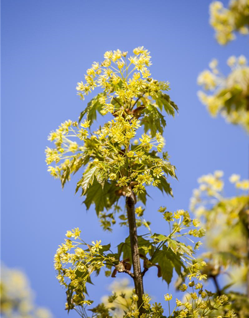 Acer platanoides Globosum