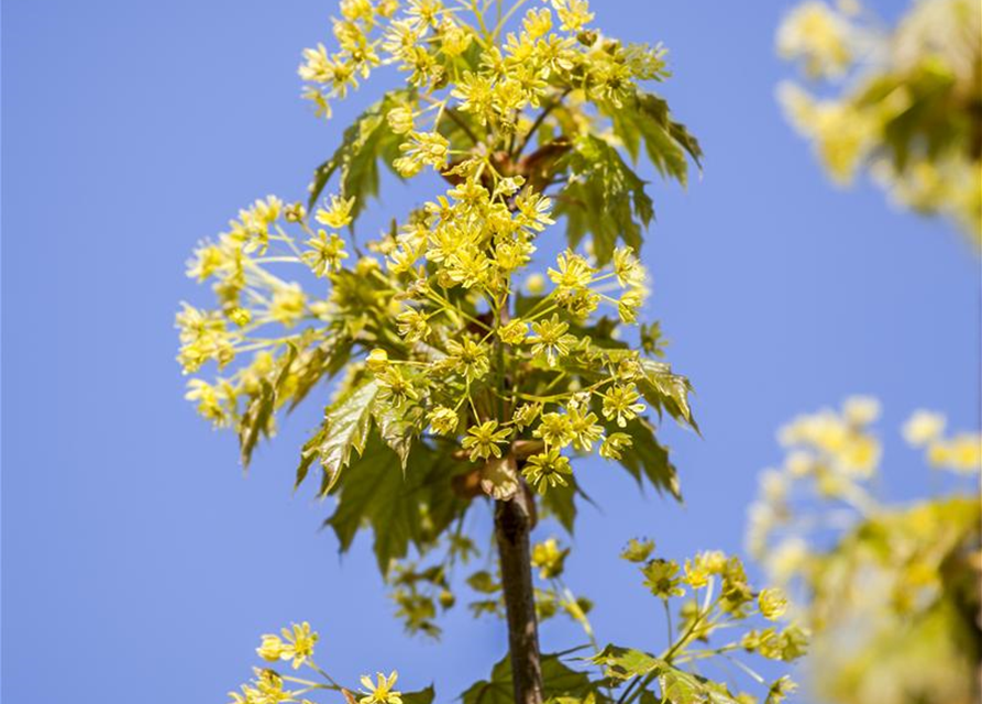 Acer platanoides Globosum