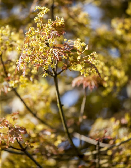 Acer platanoides Globosum