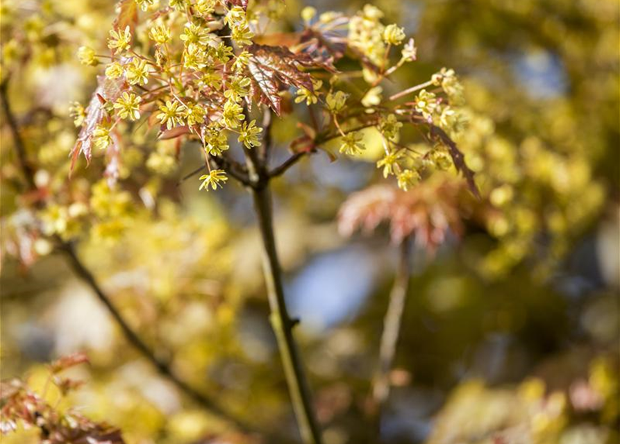 Acer platanoides Globosum