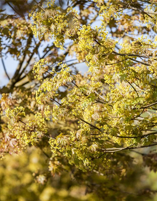 Acer platanoides Globosum