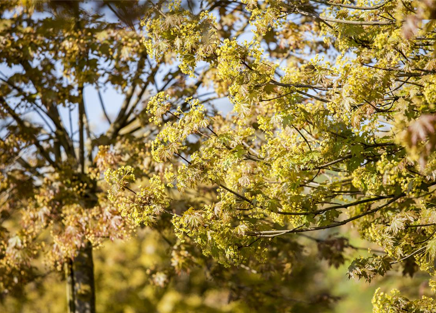 Acer platanoides Globosum