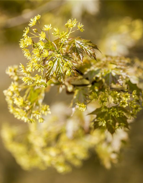 Acer platanoides Globosum