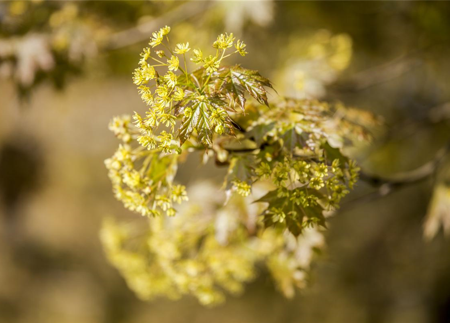 Acer platanoides Globosum