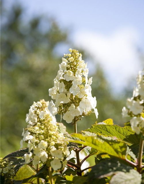 Hydrangea quercifolia Applause