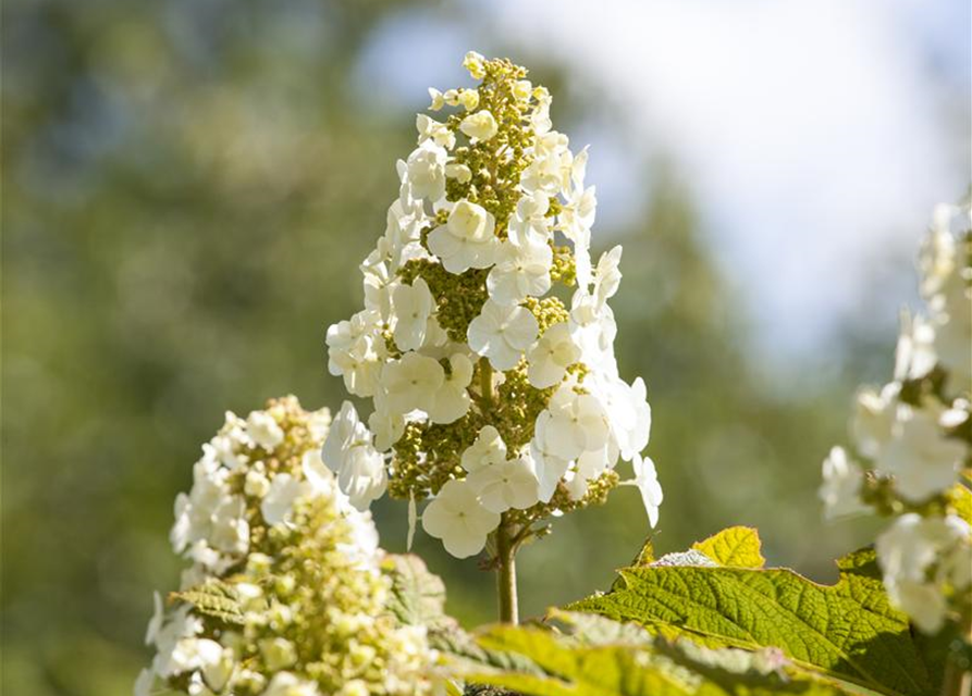 Hydrangea quercifolia Applause