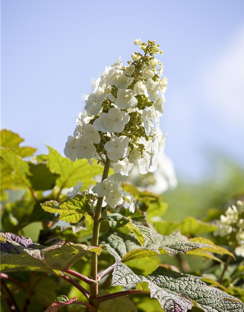 Hydrangea quercifolia Applause