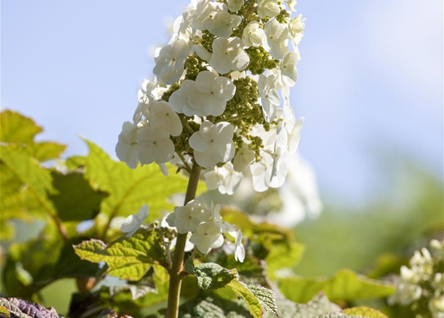 Hydrangea quercifolia Applause