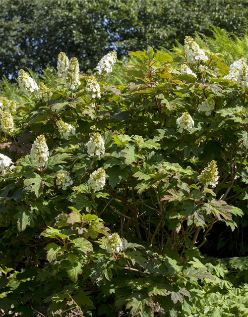 Hydrangea quercifolia Applause