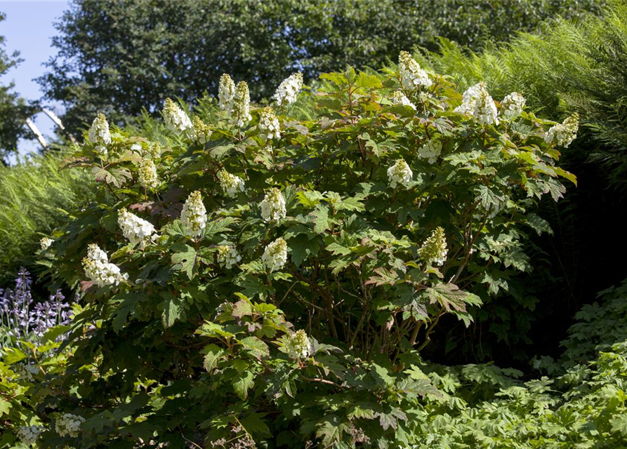 Hydrangea quercifolia Applause