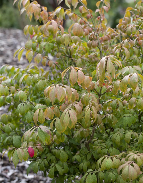 Euonymus alatus Compactus