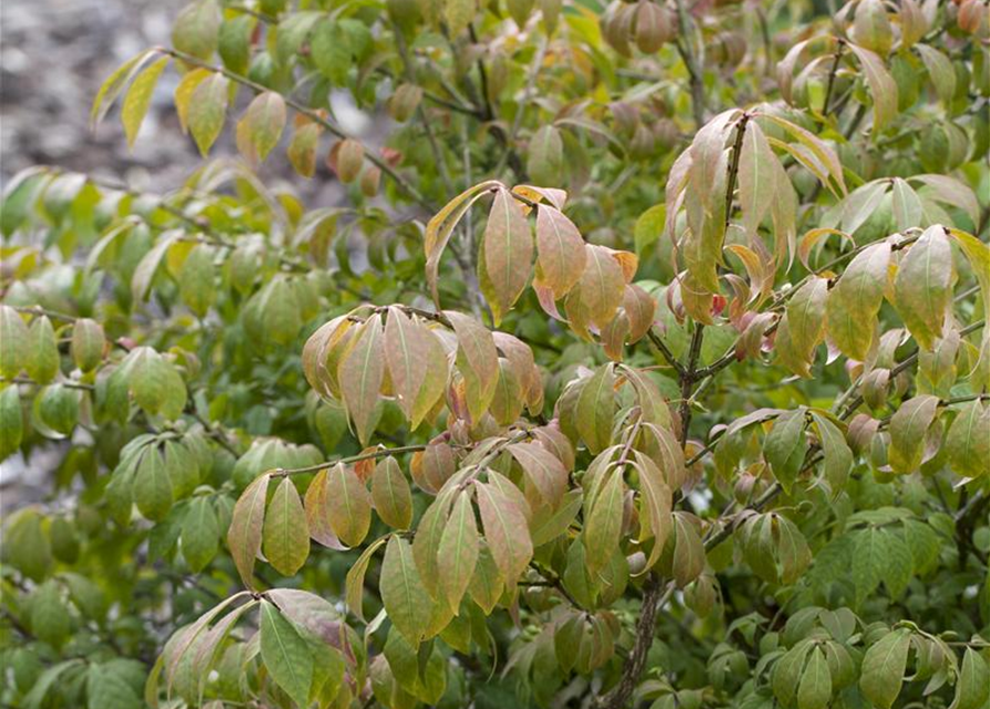 Euonymus alatus Compactus