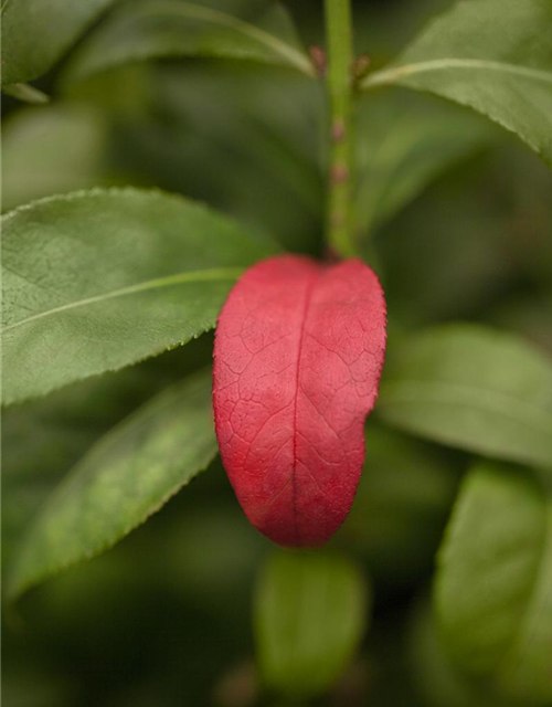 Euonymus alatus Compactus