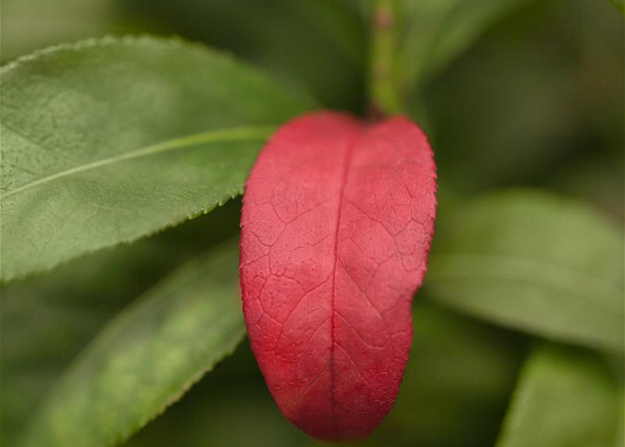 Euonymus alatus Compactus