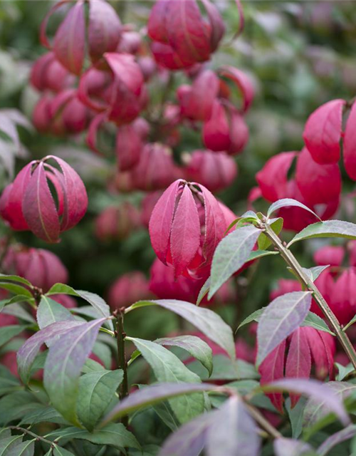 Euonymus alatus Compactus