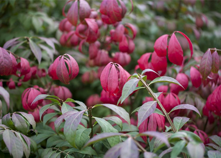 Euonymus alatus Compactus