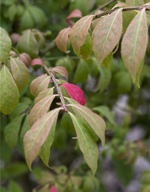 Euonymus alatus Compactus