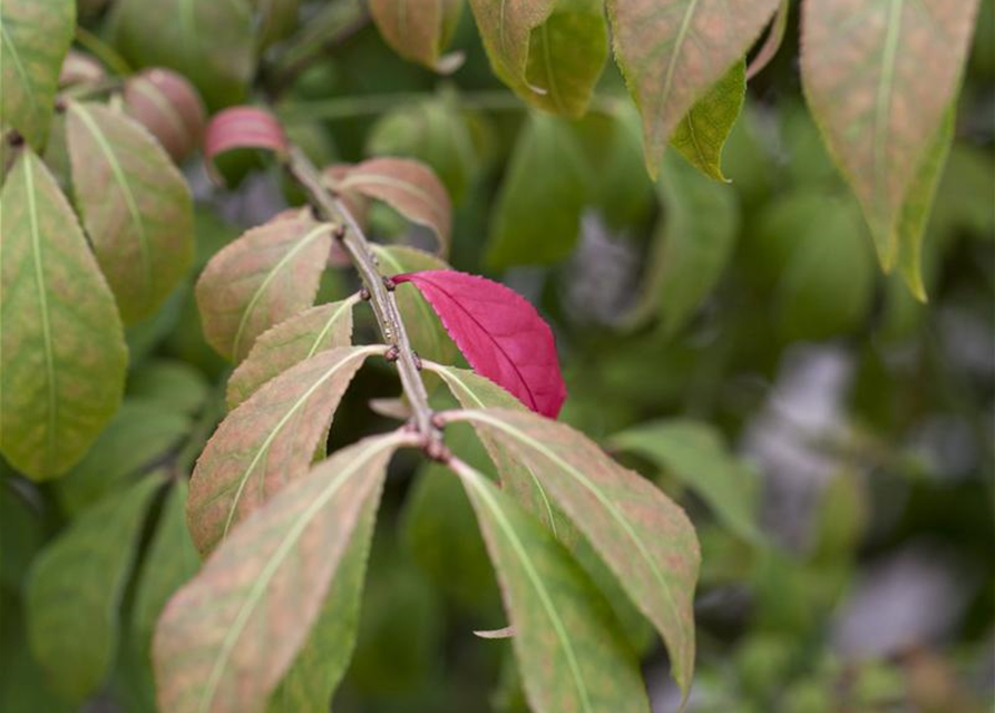 Euonymus alatus Compactus