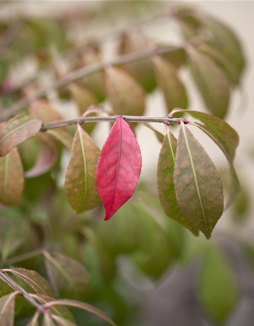 Euonymus alatus Compactus