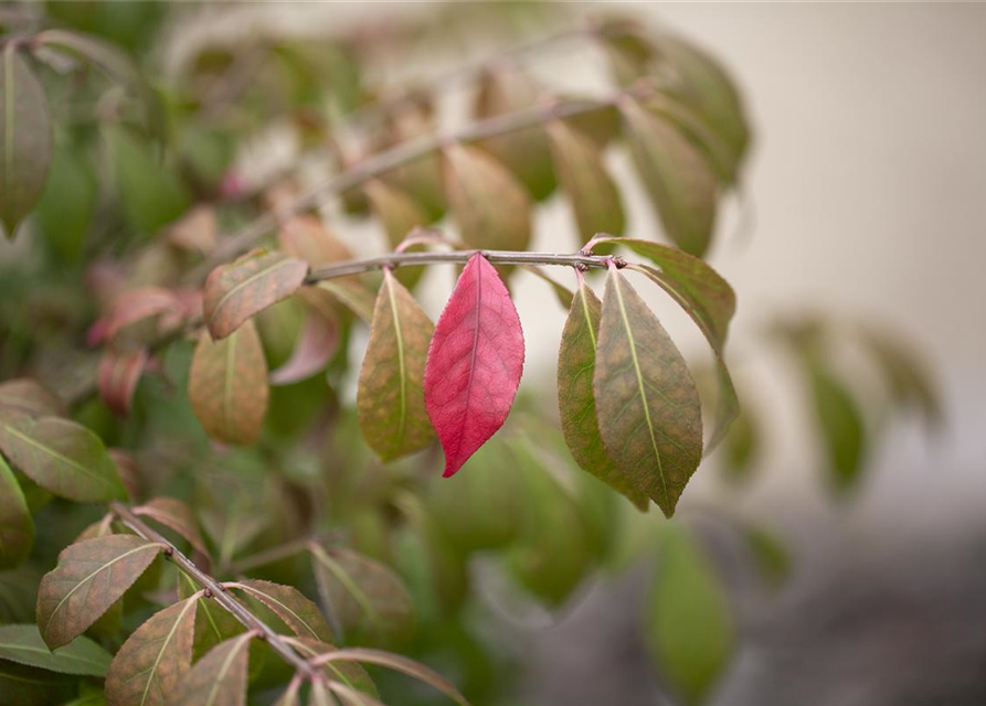 Euonymus alatus Compactus