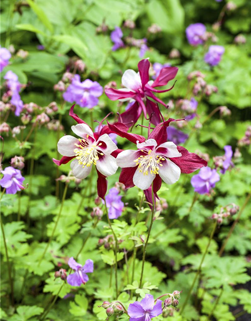 Aquilegia Caerulea Mix