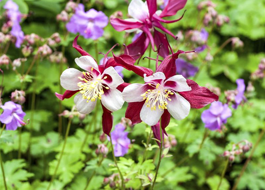 Aquilegia Caerulea Mix