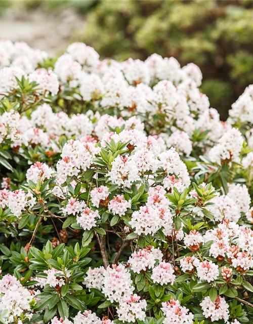 Rhododendron Bloombux