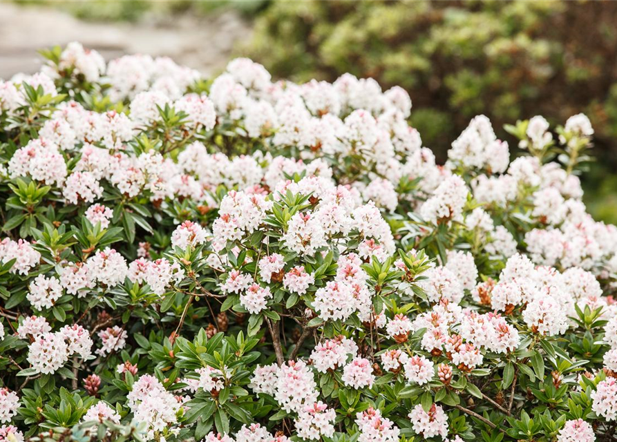 Rhododendron Bloombux