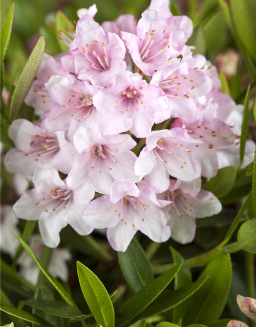 Rhododendron Bloombux