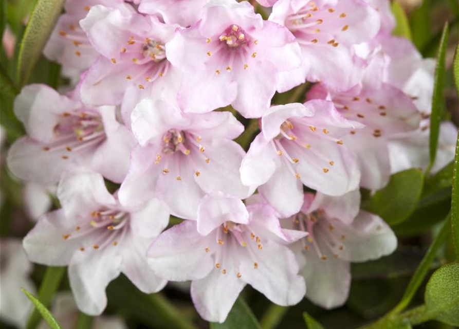 Rhododendron Bloombux