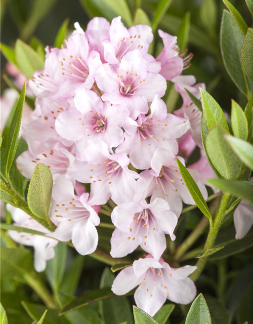 Rhododendron Bloombux