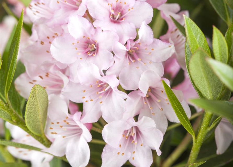 Rhododendron Bloombux