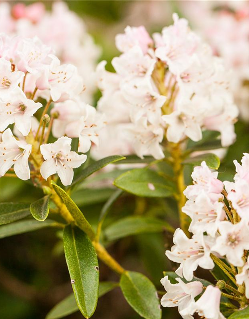 Rhododendron Bloombux