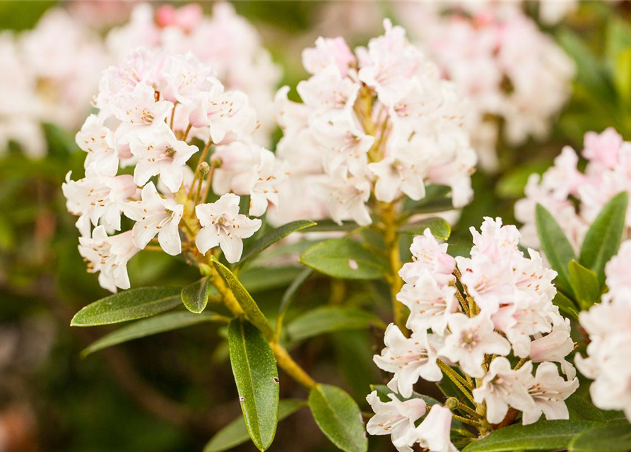 Rhododendron Bloombux